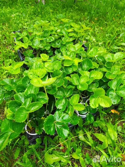 Рассада клубники купчиха