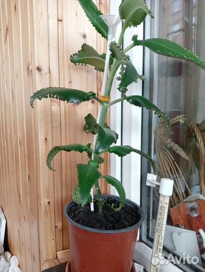 Комнатные цветы каланхоэ