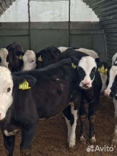 Бычки телята