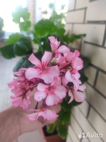 Продам комнатные и уличные растения
