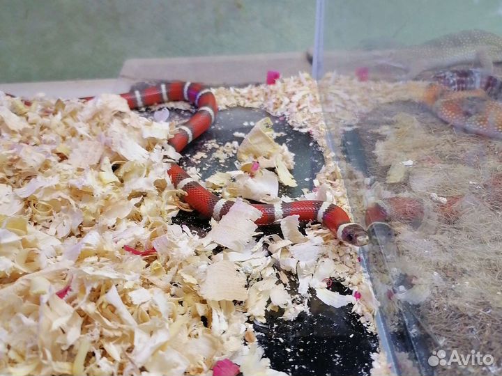 Маисовый полоз