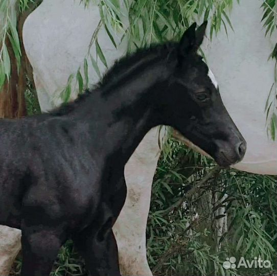Лошади,чк,увп