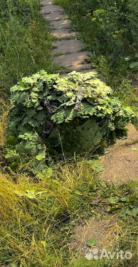 Веники дубовые