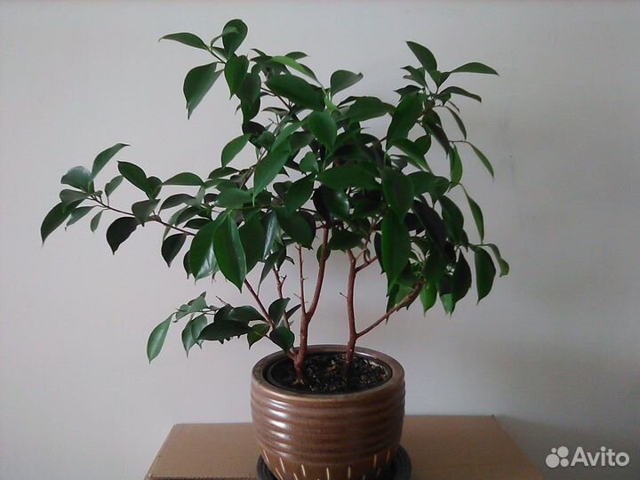 Фикус микрокарпа (Ficus microcarpa)