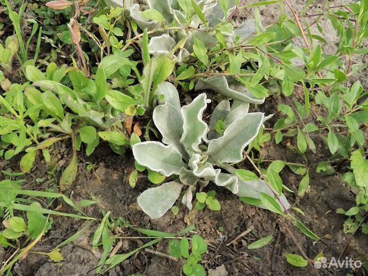 Василек жёлтый, лихнис корончатый