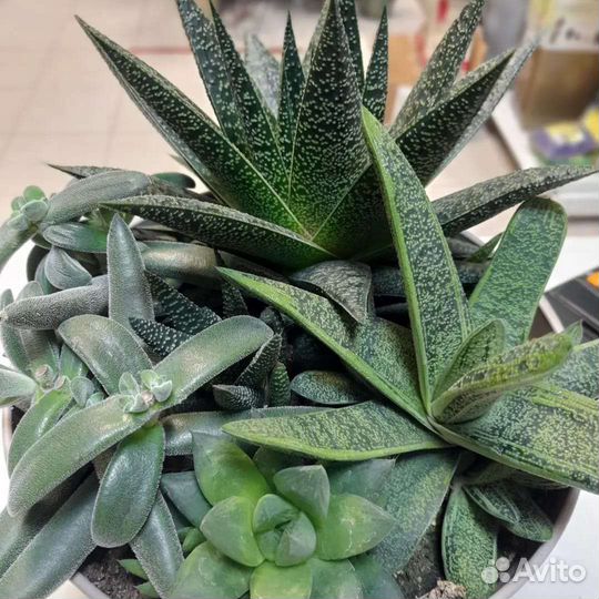 Кактусы и суккуленты