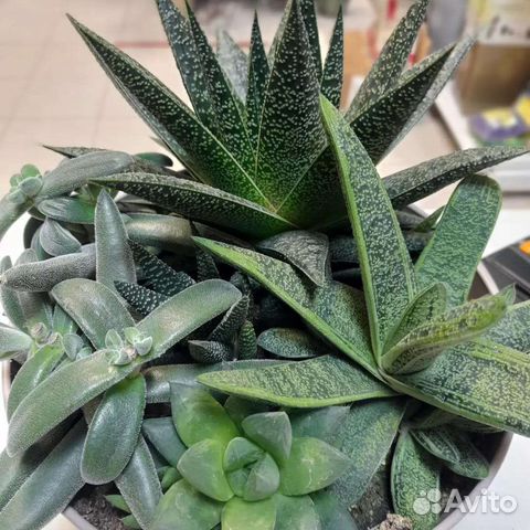 Кактусы и суккуленты