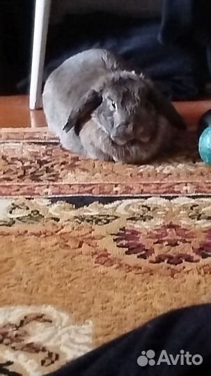 Продам кролика клетку