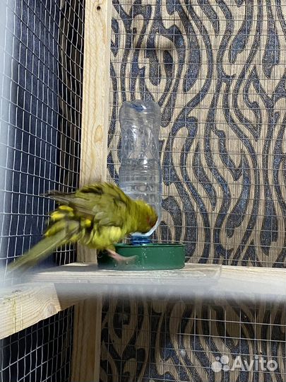 Какарик девочка