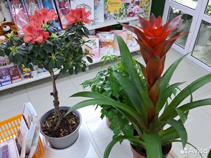 Комнатные растения