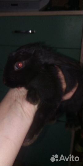 Передержка животных и птиц