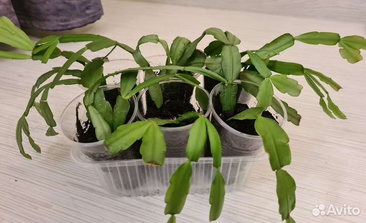 Цветок декабрист розовый