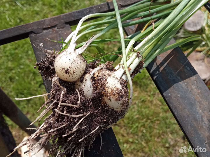 Птицемлечник