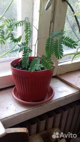 Акация турецкая