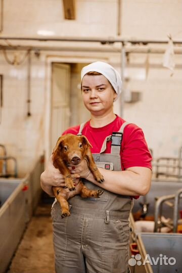 Действующий свинокомплекс