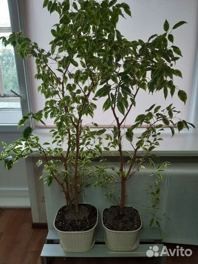 Фикус (цена договорная)