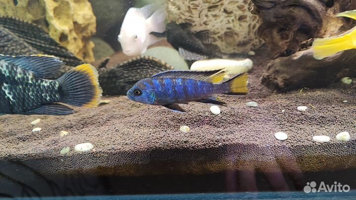 Аквариумные рыбки