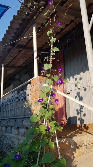 Дом 60 м² на участке 30 сот.