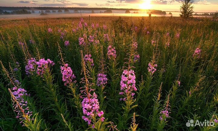 Копорский чай