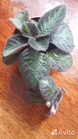 Эписция (смоки айс)