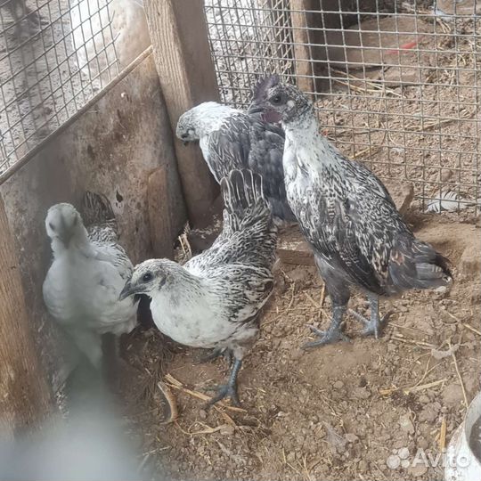 Лакеданзи курочки и петушки