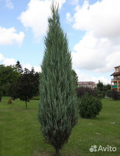 Обрезка плодовых деревьев, кустов и покос травы