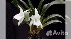 Ангрекум Магдалена