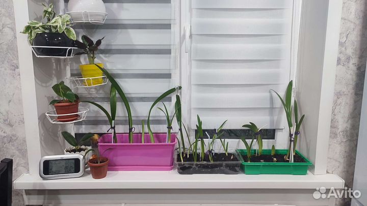 Гиппеаструм амариллис