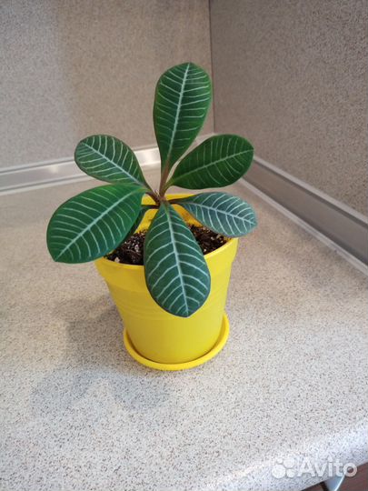 Комнатные цветы