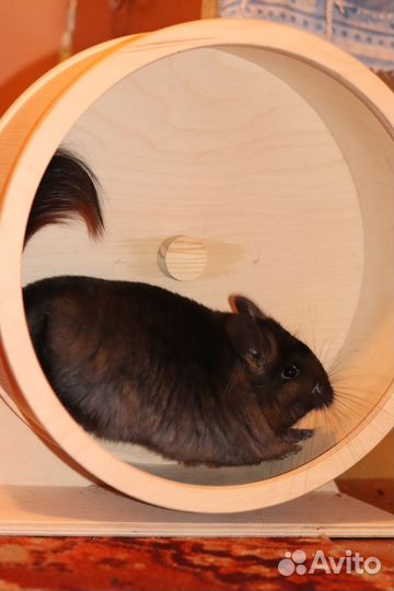 Ручные шиншиллы ангоры девочки