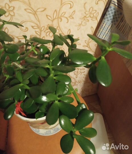 Толстянка, денежное дерево