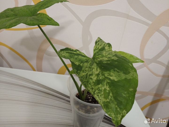 Сингониум серый призрак,мотлед