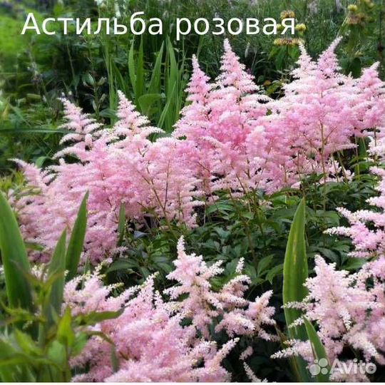 Саженцы многолетних растений