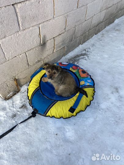 Отдам щенка в добрые руки
