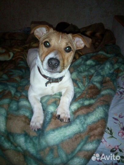 Джек Рассел терьер (ищу невесту)