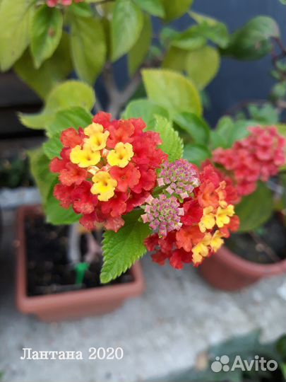 Клеродендрум,Лантана, Петровитекс