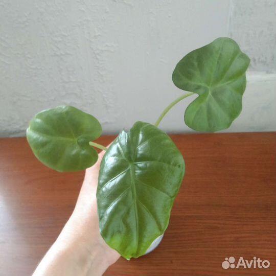 Алоказия Калидора