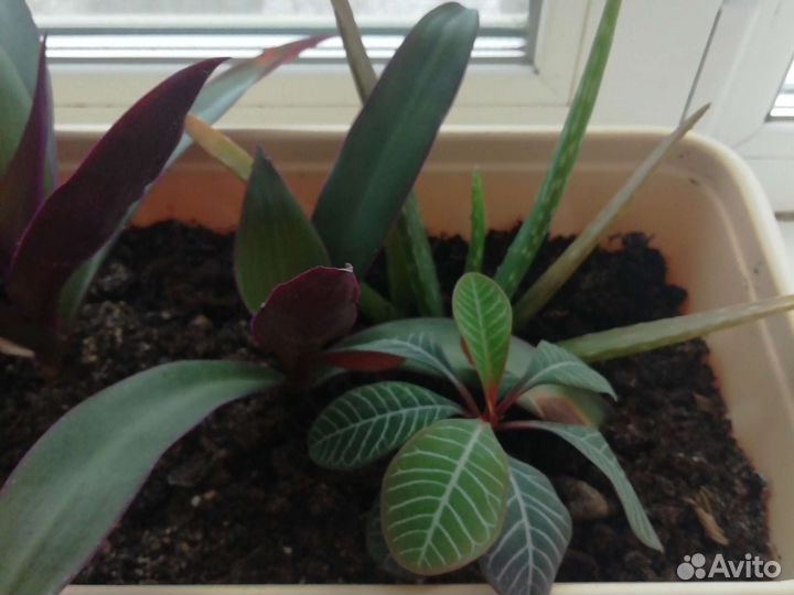 Ваза для флорариума