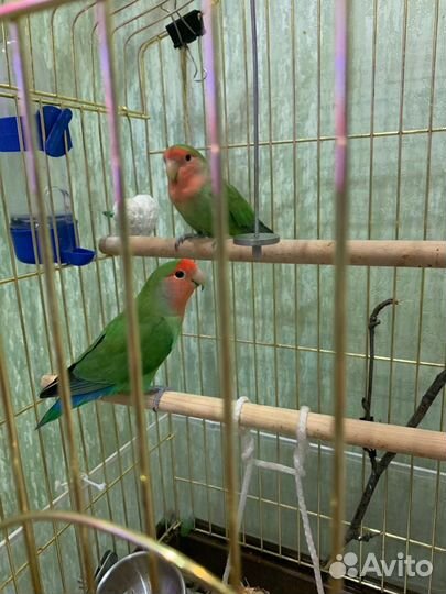 Пара неразлучников