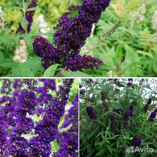 Черенки сортовой будлеи-Блэк Найт,Уайт Профьюжен