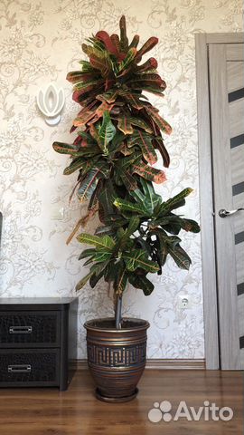 Кротон (кодиеум) Экселент 10 лет цветок комнатный
