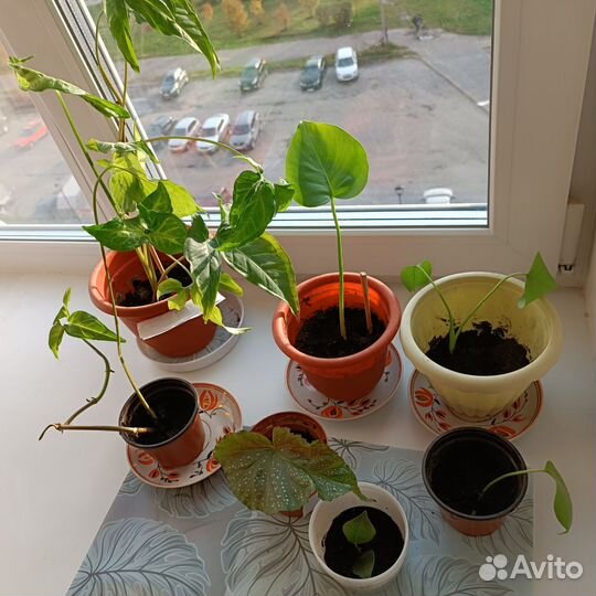 Комнатные цветы