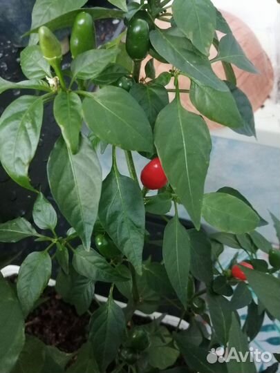 Декоративный острый перец