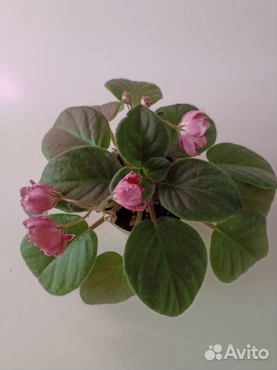 Сортовая фиалка Тюльпан