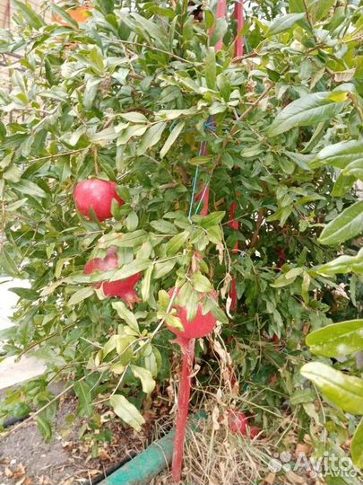 Саженцы деревьев малины ежевики