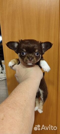 Щенки чихуахуа мини