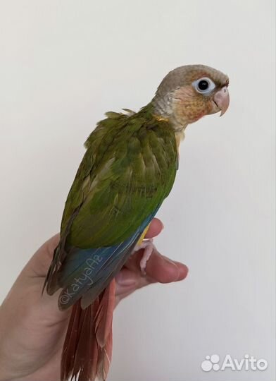 Пирруры, ручные птенчики