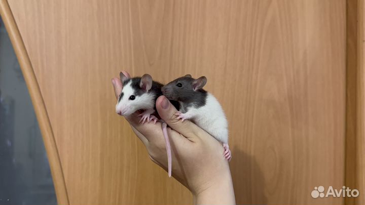 Декоративные крысята в добрые руки
