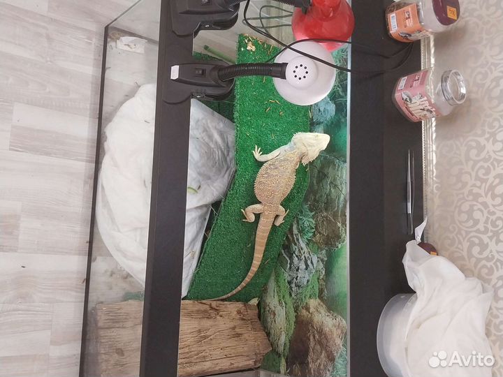 Бородатая агама с террариумом