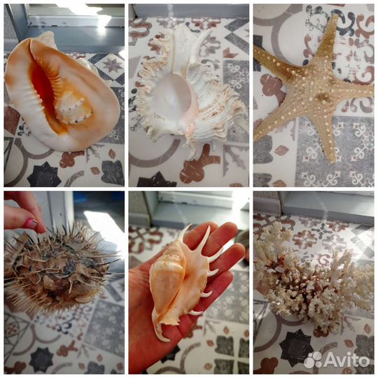 Ракушки и кораллы